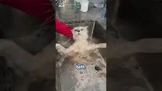 Grumpy cat hates getting a bath