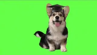 Dog cat dancing Green screen @greenscreenmagic @GSA @GreenScreenBrasil @pawanpriya1621