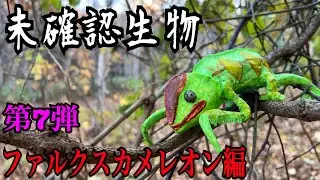 【未確認生物】ファルクスカメレオン見つけるまで帰れません！！！