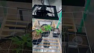 Cannabis Sex Check &ndash; Female or Hermie?