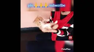Unboxing dude lazy cat new photos #unboxingdude #shorts #cat#attitude #m4tech