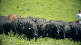 PECUÁRIA EM FOCO - CASA BRANCA AGROPASTORIL 2022