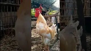 Nuestro gallo Criollo #feedshorts #gallo #pollo #granja #corral