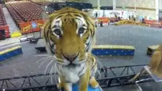 A Look Through The Eyes of Alexander Lacey - Big Cat Training