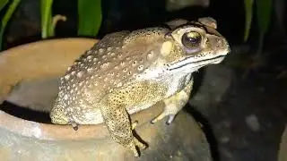 Cute Frog and Toad Animals Waiting Catch Insects