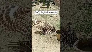 buffy fish owl #shortvideo #owl