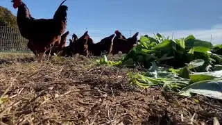 Local cafe in Whitney brings a new meaning to fresh food
