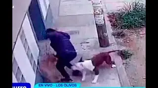Pitbull desata el terror en vecinos por atacar a sus mascotas: 
