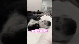 border collie puppy wants bedtime snuggles