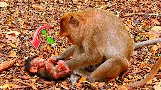 Miraculous Scene: Too Cute Baby Monkey Fighting Sleep | The Adorable Growth Story Of A Baby Monkey