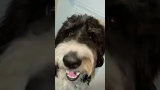 Norman The 🐶