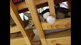 retrocat