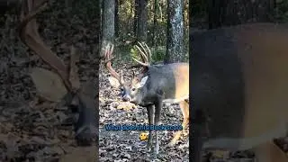 What does this deer score 🤔