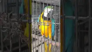 Blue Gold Macaw Breeder Pair