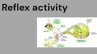 Reflex Activity 
