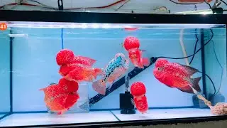 Beautiful Flowerhorn Tank In Crystal Clear Water - Super Rare Flowerhorn