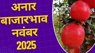 Рыночная цена граната в ноябре 2025 г.