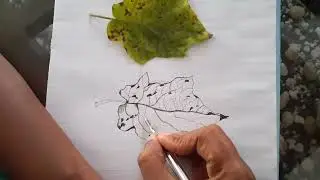 Drawing Turkey berry Leaf