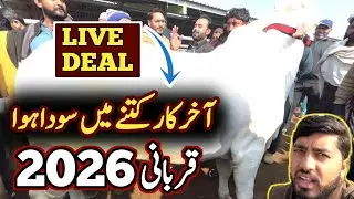 Multan Cow Mandi Updates❤️&zwj;🔥live deal, Ablak, Cholistani Bulls Updates 🔥 | Bakra Mandi Pakistan