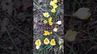 Весна 2024.Желтые крокусы.Spring 2024.Yellow crocuses.