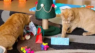 🐱🐱 ORANGE CATS OPEN GIFTS! 🎁 🎄