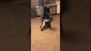 Detection K9 - Shepherd