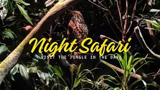 WILD AFTER DARK, EXPLORING SINGAPORE&rsquo;S THRILLING NIGHT SAFARI | OUR FIRST NOCTURNAL ZOO ADVENTURE!