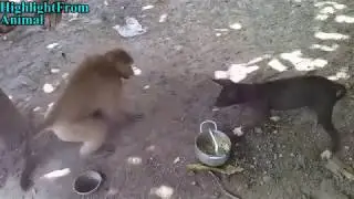 Very Funny Video | Monkey vs Dog | Funniest !! Monkey annoying the Dog| Bandar Tamasha