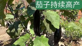 要想茄子高产这样做，我总结了5个方面