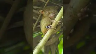 Tarsier's Big Eyes and Bigger Jumps!🌙🐵 #animals #nature #tarsier #weirdanimals