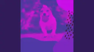 Spacious Music for Calming Your Dog