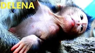 THE BEAUTIFUL NEWBORN MONKEY DELENA || HER FACE BABY DELENA LIKE POOR BABY LIZZA