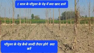पॉपुलर के 1 साल के पेड़ में क्या खाद दे क्या करें किसान जिसे जल्दी तैयार हो पेड़ क्या ना करें