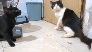 Cute and adorable cats || funny cat vidios