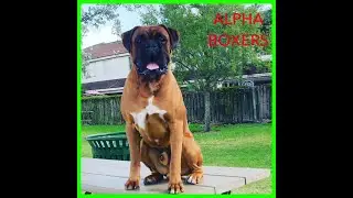 THE MYTH ABOUT ALL POSITIVE DOG TRAINING