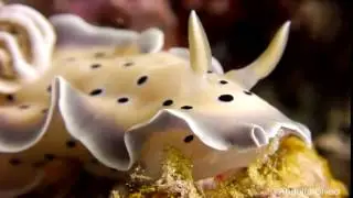 Nudibranchia (Nudibranch)
