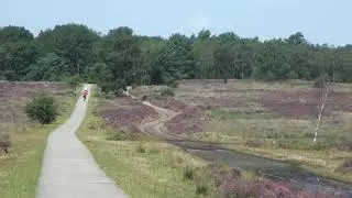 Bloeiende Heide