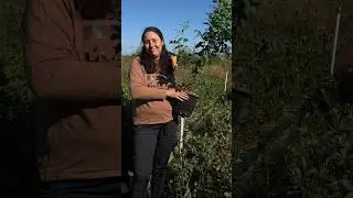 Сорт голубики &laquo;Легаси&raquo;🫐 (часть 2)