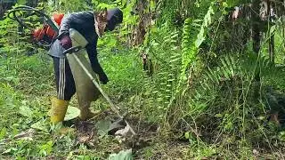 Paku pakis dipotong menggunakan pisau Mesin rumput 