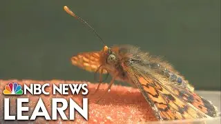 Adaptation of Butterflies