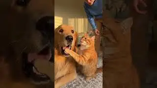 Little Orange Cat Tricking Its Owner? Wait for the Dog's Face 😂#Cats #Dogs #Cute #Pets