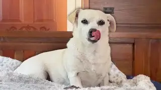 dog growls at me so i growl back for 2 minutes