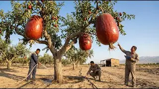 Shocking Experiment! Growing Red Dates In The Desert Changed Everything