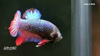 HALFMOON plakat MALE BETTA #063 LOMWILD