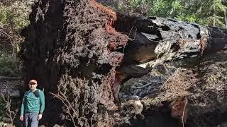 Giant Redwood Tree Fall in Big Sur