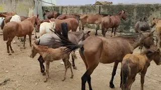 poni horses in Hyderabad | baby horses in Hyderabad | tattu ghode