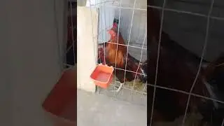Hermoso Gallo Hatch Cantando - HK❤