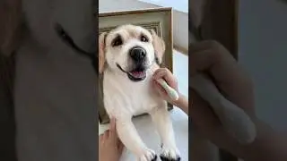 Realistic pet portrait, making a dog out of wool#dog #cutedog #petdiy #pets #petlover
