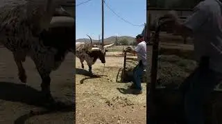 Длиннорогий бык хвастается