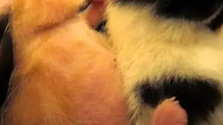 Newborn Kitten's Belly Button Close Up